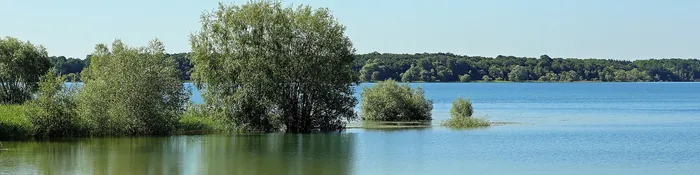 Saules les pieds dans l'eau du lac d'Orient et rive boisée de la forêt d'Orient sous un ciel d'été, dans l'Aube