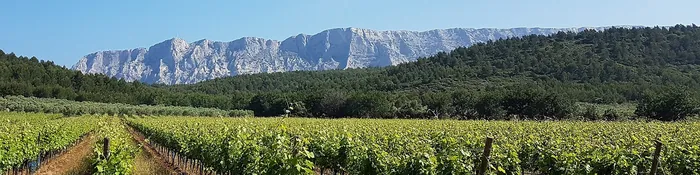 Montagne Sainte-Victoire vue depuis le plateau du Cengle, au-dessus de collines boisées et de rangs de vignes, dans les Bouches-du-Rhône