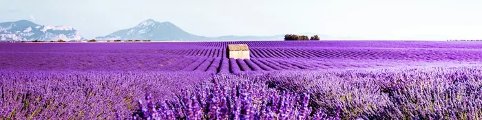 Champ de lavande en fleur sur le plateau de Valensole, dans les Alpes-de-Haute-Provence